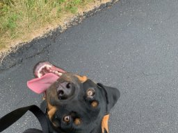 brody 3